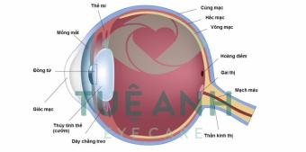 MÀNG TRƯỚC VÕNG MẠC